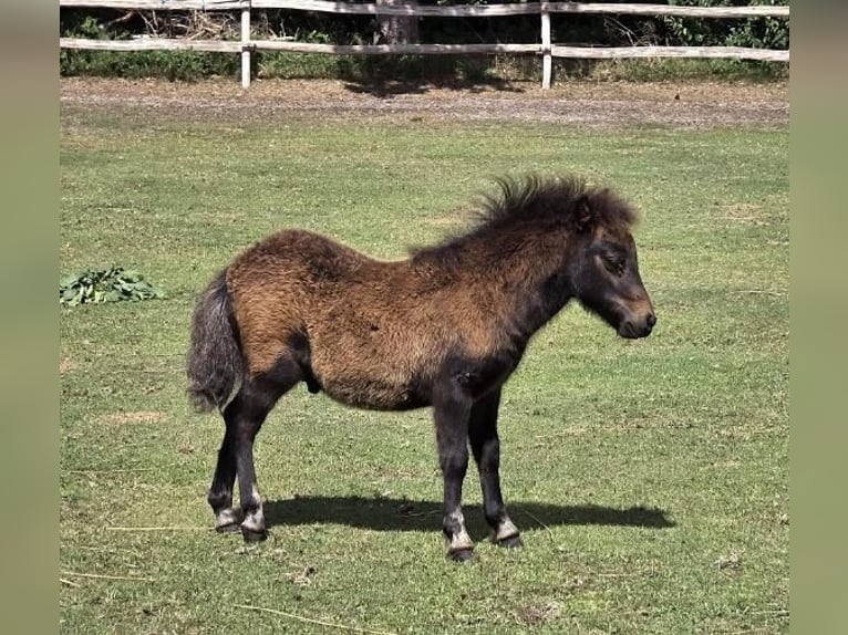 Shetland Ponys Stute Fohlen (06/2025) Brauner in Eesergroen