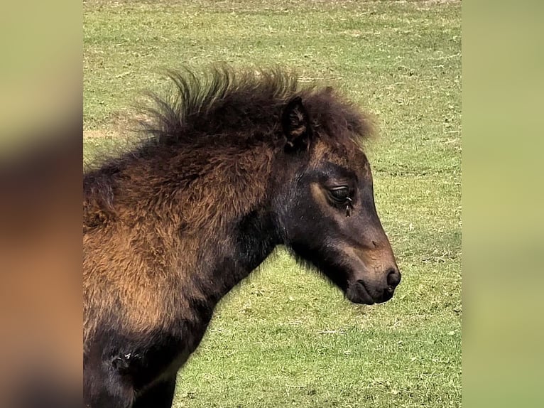 Shetland Ponys Stute Fohlen (06/2025) Brauner in Eesergroen