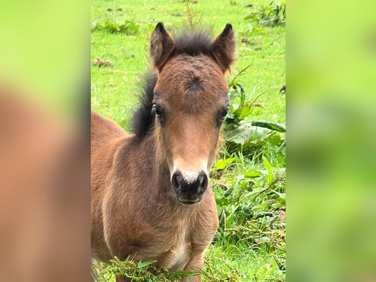 Shetland Ponys Stute Fohlen (06/2025) Brauner in Eesergroen