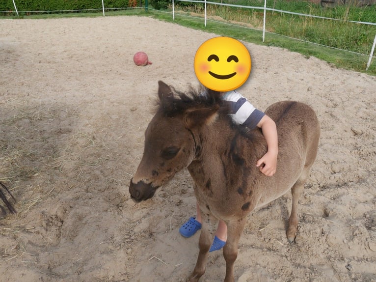 Shetland Ponys Stute Fohlen (06/2026) Dunkelbrauner in Elsfleth
