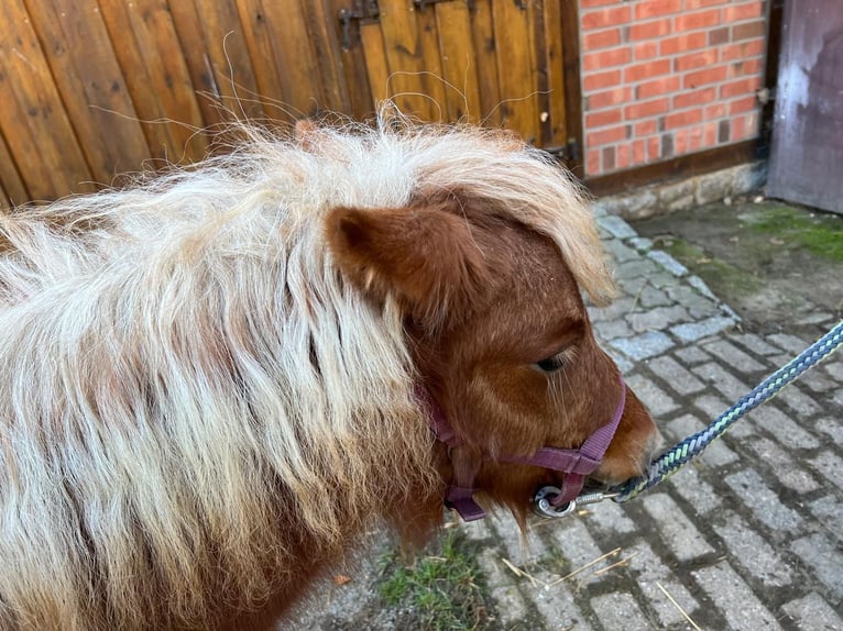 Shetland Ponys Stute Fohlen (05/2026) Fuchs in Hagenow
