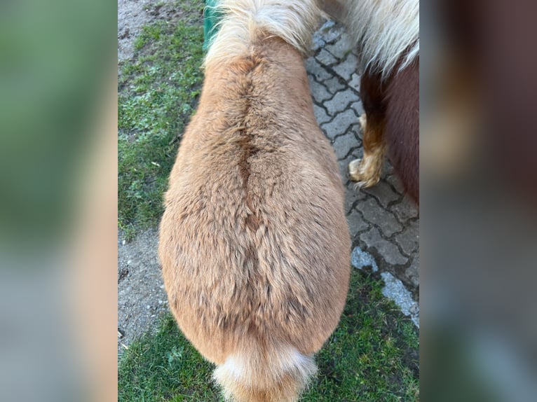 Shetland Ponys Stute Fohlen (05/2026) Fuchs in Hagenow