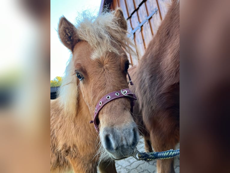Shetland Ponys Stute Fohlen (05/2026) Fuchs in Hagenow