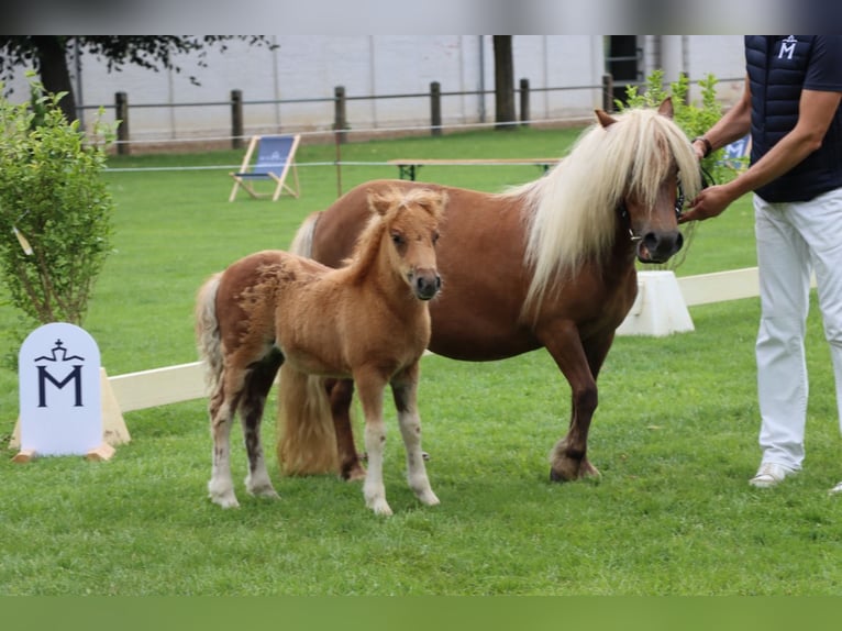 Shetland Ponys Stute Fohlen (05/2026) Fuchs in Hagenow