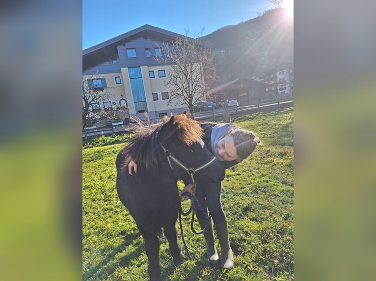 Shetland Ponys Mix Stute Fohlen (04/2025) Rappe in Bad Hofgastein, Gasteinertal