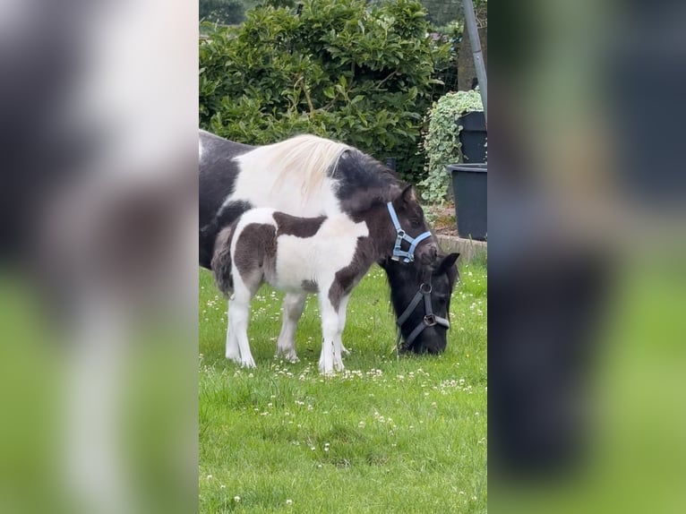 Shetland Ponys Stute Fohlen (05/2026) Schecke in Dinklage