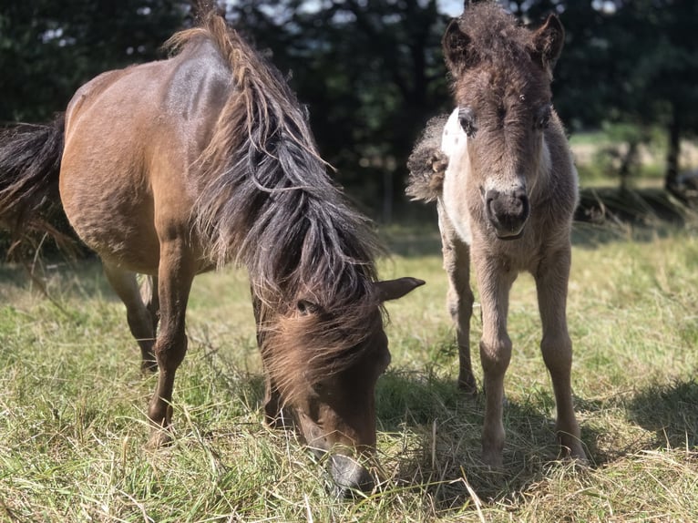 Shetland Ponys Stute Fohlen (01/2026)  in Heringen (Werra)