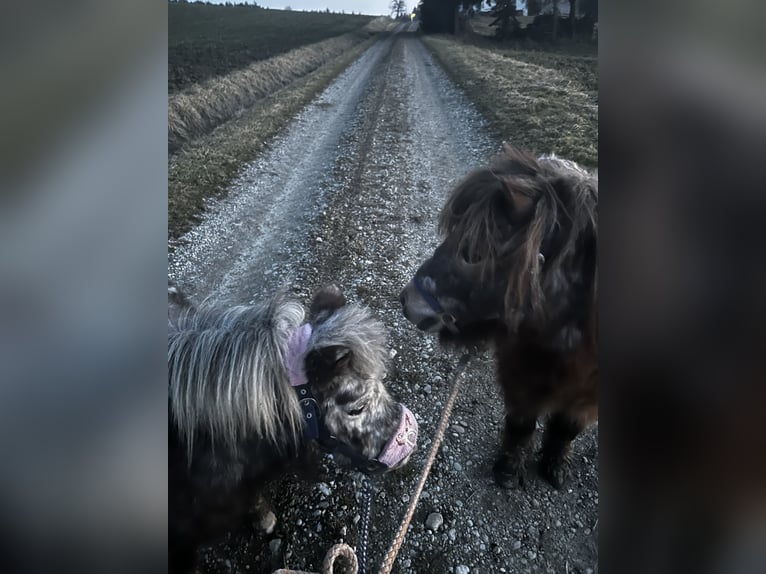 Shetland Ponys Unbekannt 20 Jahre 85 cm Apfelschimmel in Reisbach