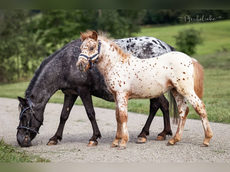 Shetland Ponys Unbekannt Fohlen (04/2026)  in Sulzberg