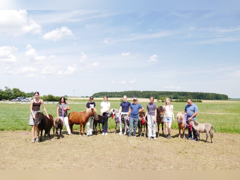 Shetland Ponys Unbekannt Fohlen (04/2026)  in Sulzberg