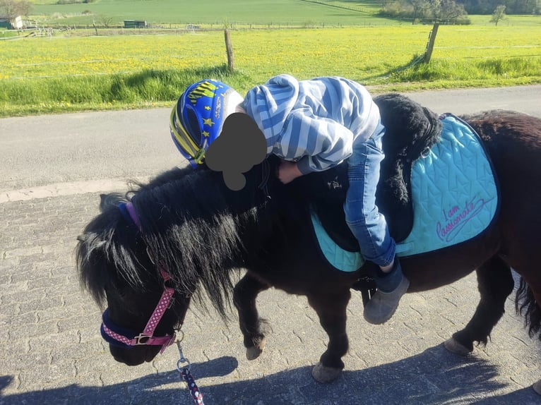 Shetland Ponys Wallach 10 Jahre 100 cm Rappe in Brakel