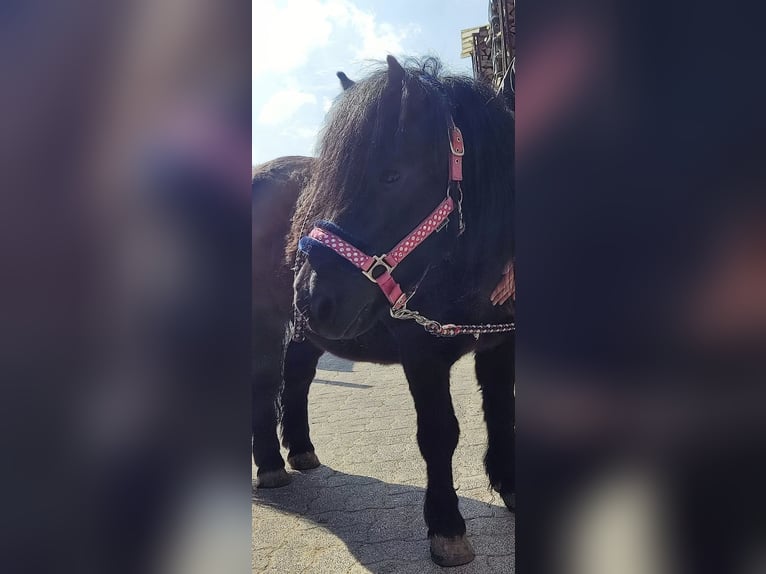 Shetland Ponys Wallach 10 Jahre 100 cm Rappe in Brakel