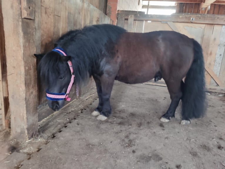 Shetland Ponys Wallach 10 Jahre 100 cm Rappe in Brakel
