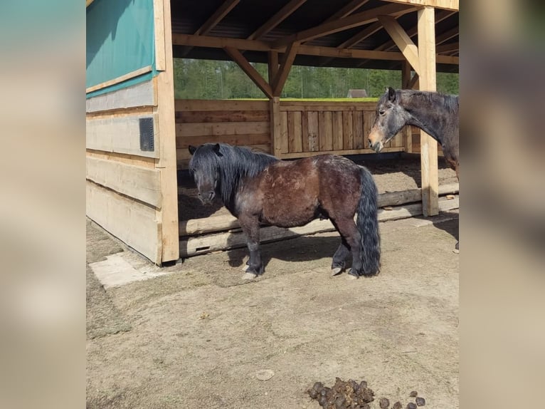 Shetland Ponys Wallach 10 Jahre 100 cm Rappe in Brakel