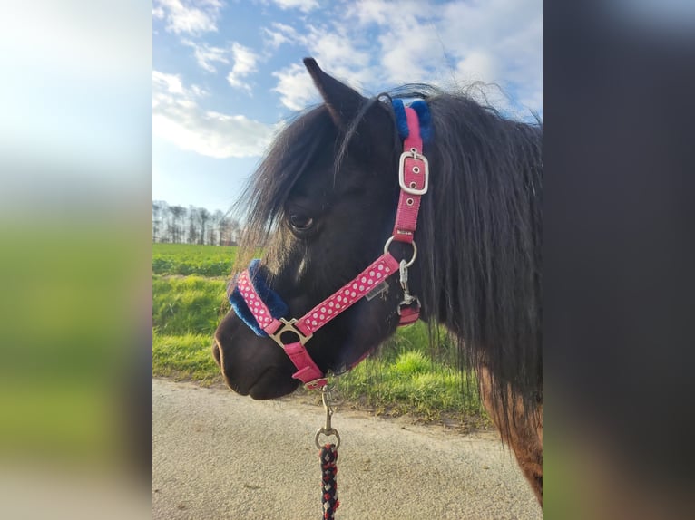 Shetland Ponys Wallach 10 Jahre 100 cm Rappe in Brakel