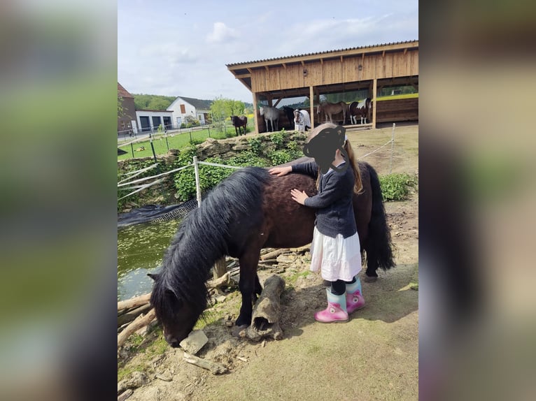 Shetland Ponys Wallach 10 Jahre 100 cm Rappe in Brakel
