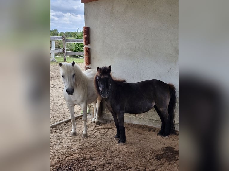 Shetland Ponys Wallach 10 Jahre 100 cm Schimmel in Riesa