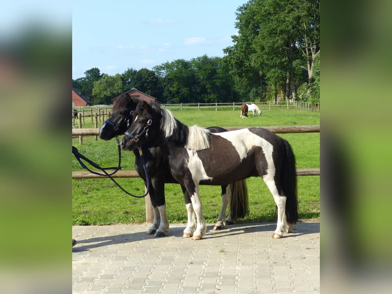 Shetland Ponys Wallach 10 Jahre 109 cm Schecke in HALLE
