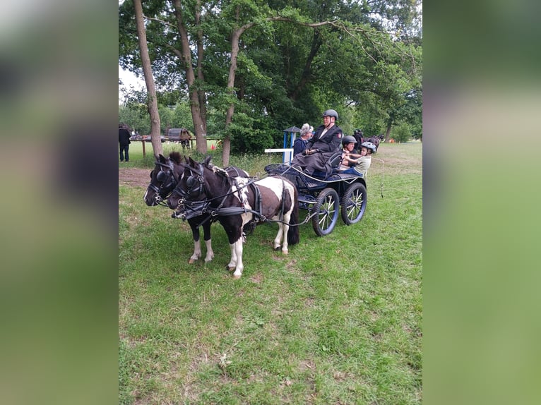 Shetland Ponys Wallach 10 Jahre 109 cm Schecke in HALLE