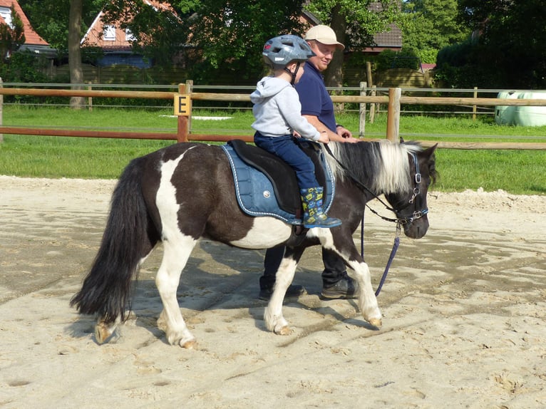 Shetland Ponys Wallach 10 Jahre 109 cm Schecke in HALLE