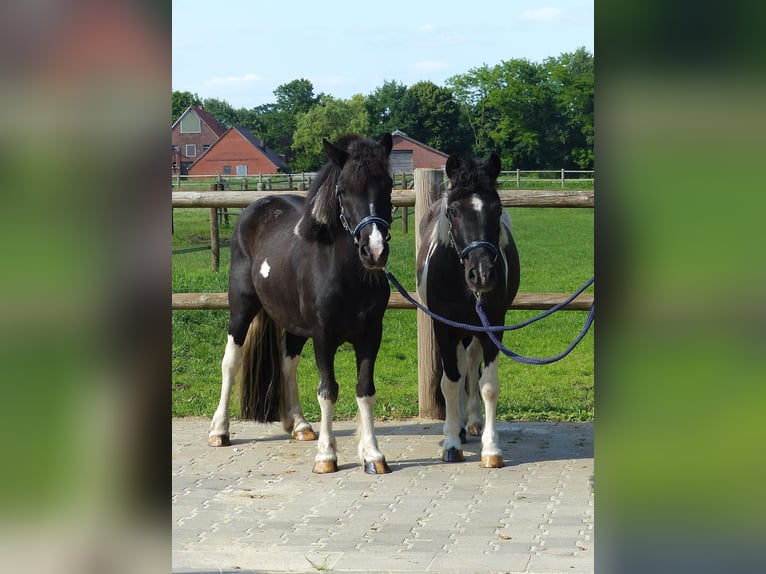 Shetland Ponys Wallach 10 Jahre 109 cm Schecke in HALLE