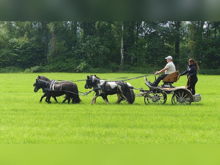 Shetland Ponys Wallach 10 Jahre 109 cm Schecke in HALLE
