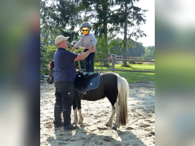 Shetland Ponys Wallach 10 Jahre 109 cm Schecke in HALLE