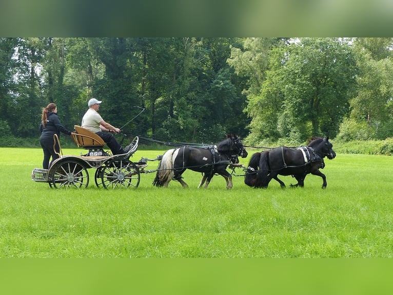 Shetland Ponys Wallach 10 Jahre 109 cm Schecke in HALLE