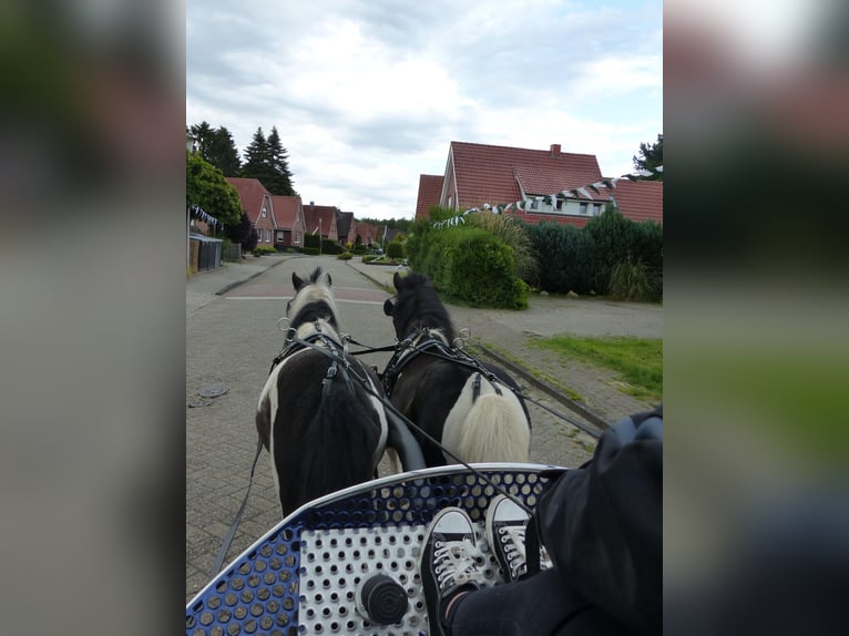 Shetland Ponys Wallach 10 Jahre 109 cm Schecke in HALLE