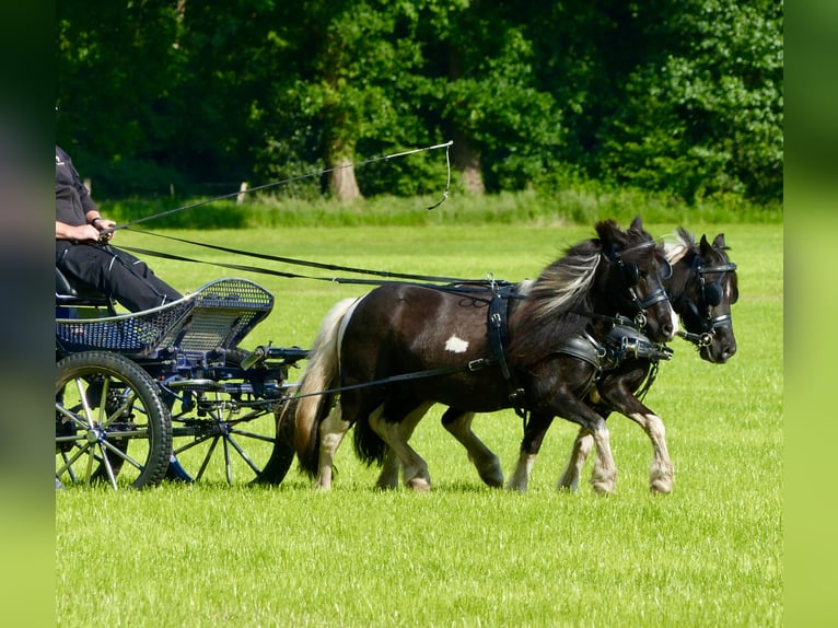 Shetland Ponys Wallach 10 Jahre 109 cm Schecke in HALLE