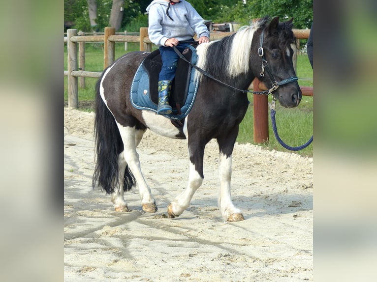 Shetland Ponys Wallach 10 Jahre 109 cm Schecke in HALLE
