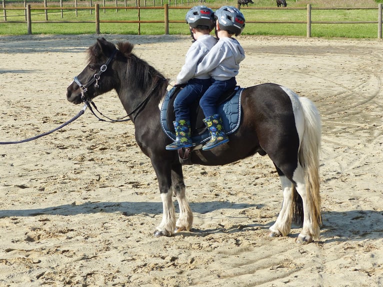 Shetland Ponys Wallach 10 Jahre 109 cm Schecke in HALLE
