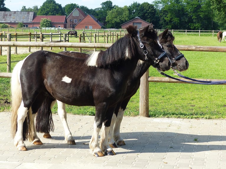 Shetland Ponys Wallach 10 Jahre 109 cm Schecke in HALLE