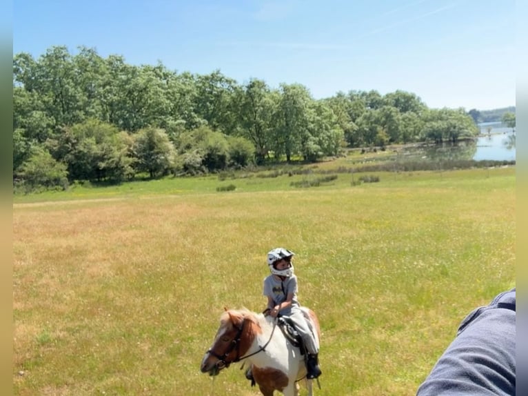 Shetland Ponys Wallach 10 Jahre 110 cm Schecke in Candeleda