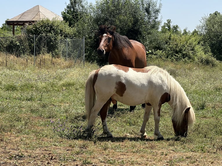 Shetland Ponys Wallach 10 Jahre 110 cm Schecke in Candeleda