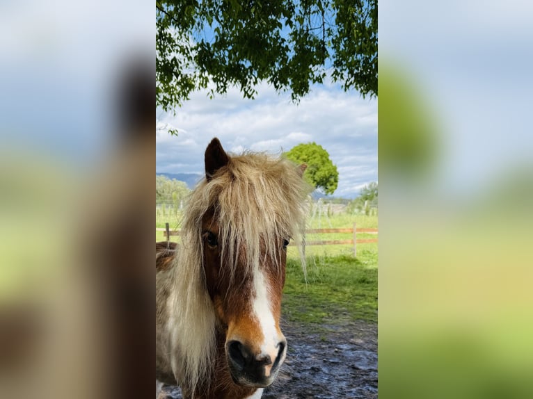 Shetland Ponys Wallach 10 Jahre 110 cm Schecke in Candeleda