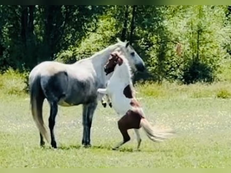 Shetland Ponys Wallach 10 Jahre 110 cm Schecke in Candeleda