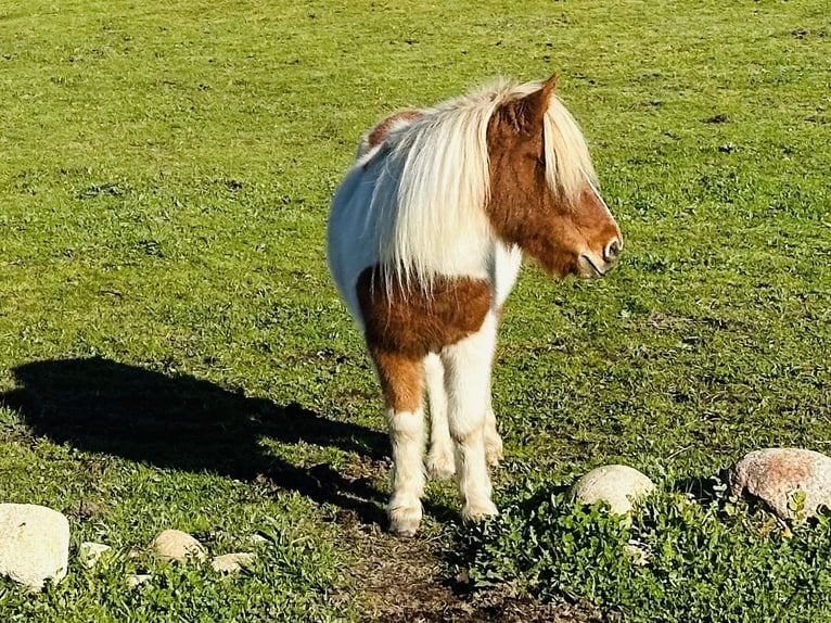 Shetland Ponys Wallach 10 Jahre 110 cm Schecke in Candeleda