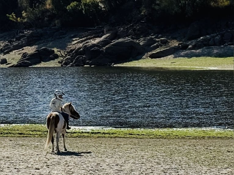 Shetland Ponys Wallach 10 Jahre 110 cm Schecke in Candeleda