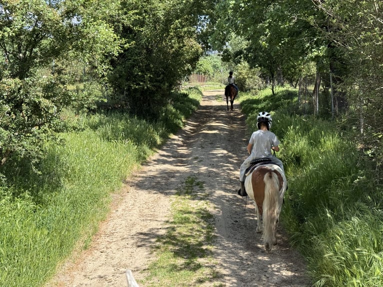 Shetland Ponys Wallach 10 Jahre 110 cm Schecke in Candeleda
