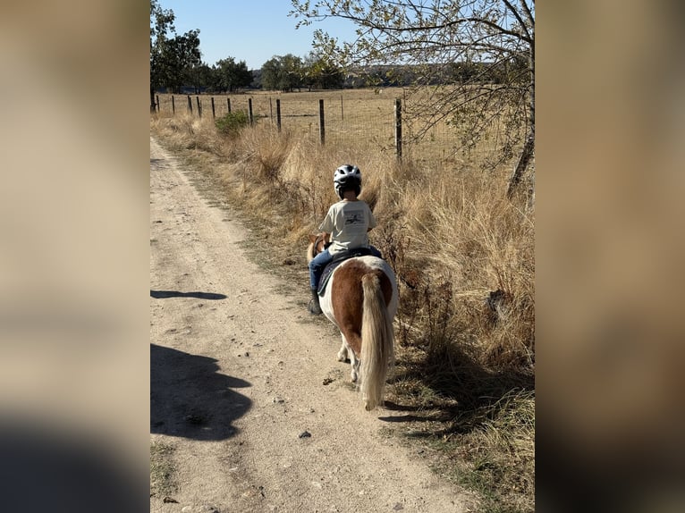 Shetland Ponys Wallach 10 Jahre 110 cm Schecke in Candeleda