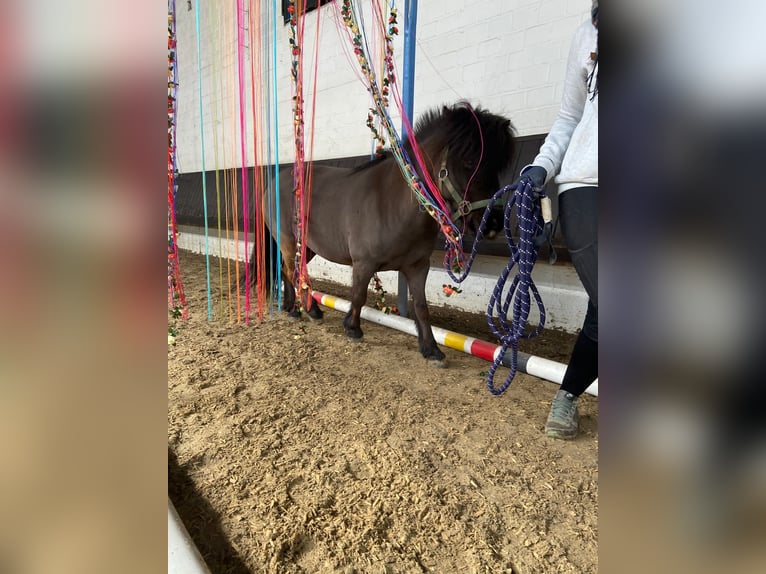 Shetland Ponys Wallach 10 Jahre 110 cm Schwarzbrauner in Voerde