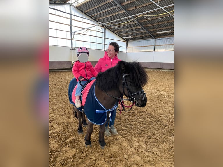 Shetland Ponys Wallach 10 Jahre 110 cm Schwarzbrauner in Voerde