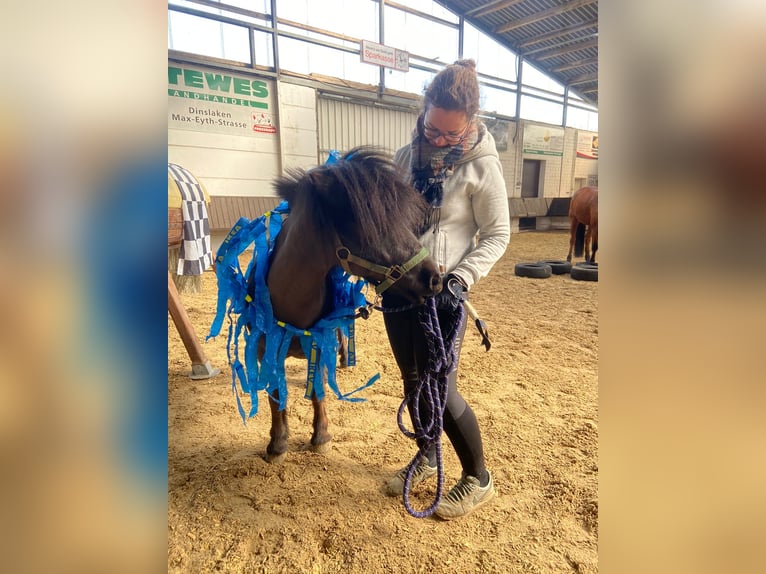 Shetland Ponys Wallach 10 Jahre 110 cm Schwarzbrauner in Voerde
