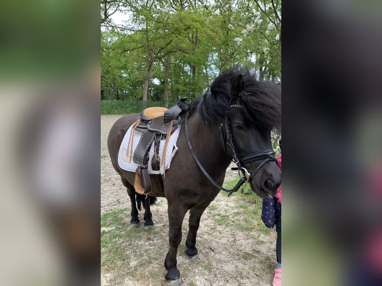 Shetland Ponys Wallach 10 Jahre 110 cm Schwarzbrauner in Voerde