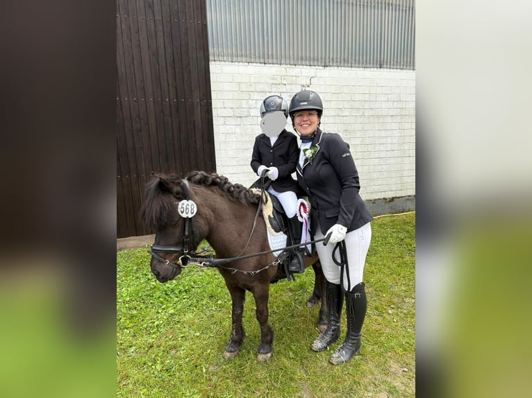Shetland Ponys Wallach 10 Jahre 110 cm Schwarzbrauner in Voerde