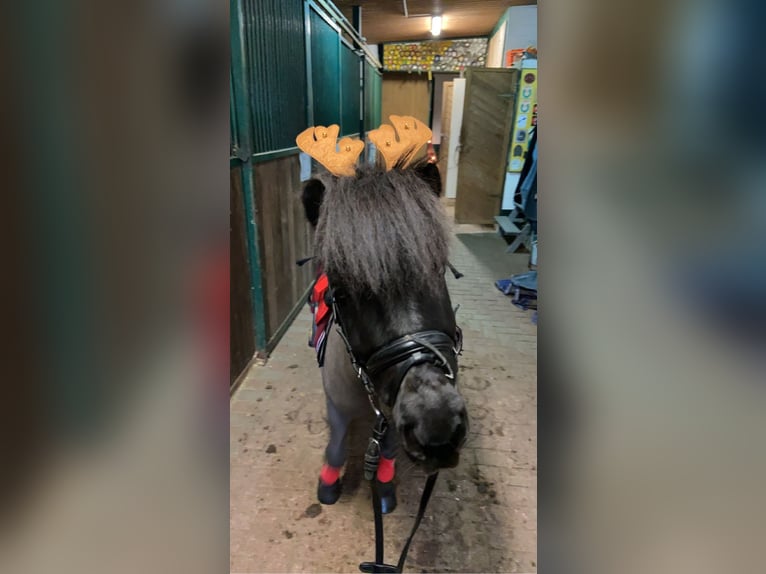 Shetland Ponys Wallach 10 Jahre 110 cm Schwarzbrauner in Voerde