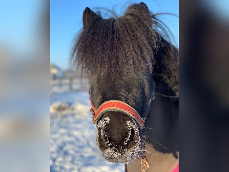 Shetland Ponys Wallach 10 Jahre 110 cm Schwarzbrauner in Voerde