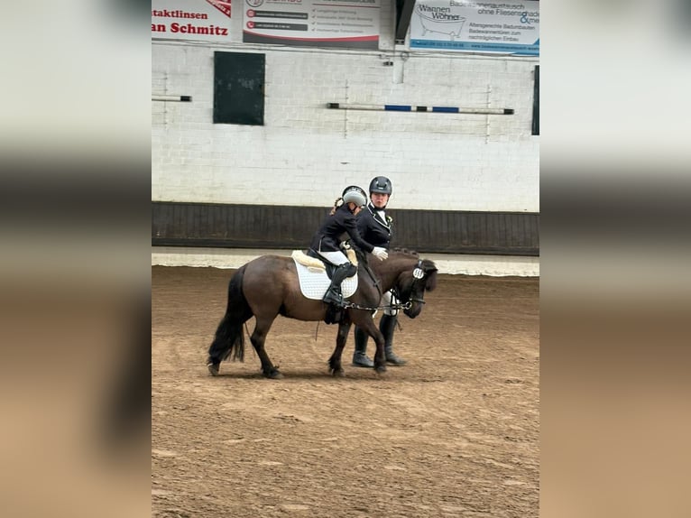 Shetland Ponys Wallach 10 Jahre 110 cm Schwarzbrauner in Voerde