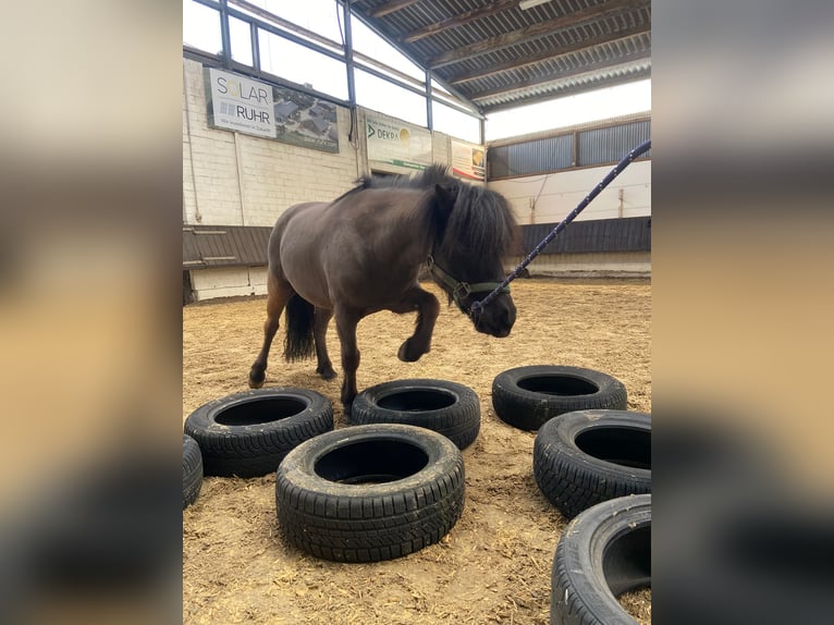 Shetland Ponys Wallach 10 Jahre 110 cm Schwarzbrauner in Voerde